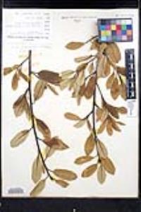 Frangula californica image