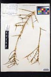 Adolphia californica image