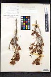 Eriogonum orcuttianum image