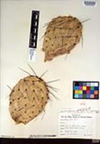 Opuntia phaeacantha image
