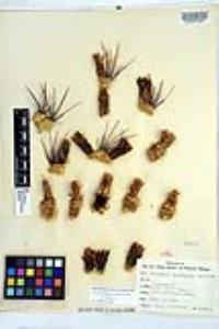 Ferocactus cylindraceus image