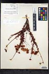 Eriogonum fasciculatum var. flavoviride image