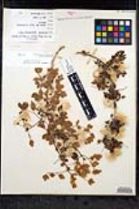Clematis pauciflora image