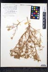 Navarretia hamata subsp. leptantha image