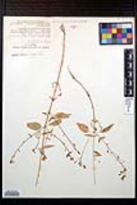 Lopezia clavata image