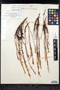Eriogonum wrightii image