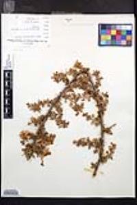 Rosa minutifolia image