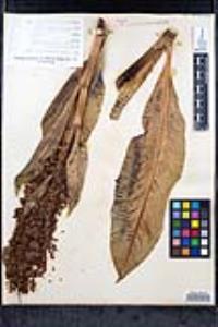 Rumex hymenosepalus image