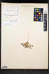 Eriastrum eremicum image