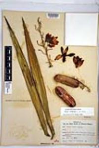 Yucca capensis image