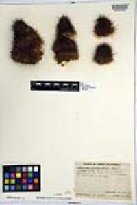 Mammillaria cerralboa image