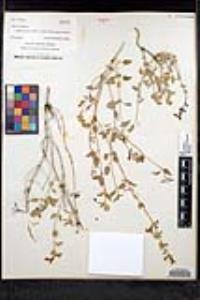 Salvia cedrosensis image