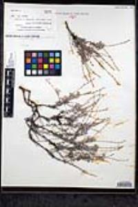 Eriogonum wrightii var. taxifolium image