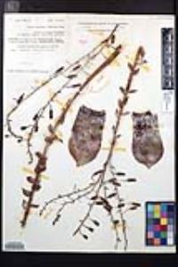 Dudleya pulverulenta subsp. pulverulenta image