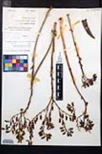 Dudleya cultrata image