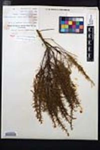 Ericameria palmeri image