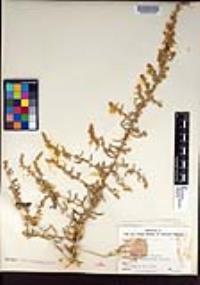 Atriplex linearis image