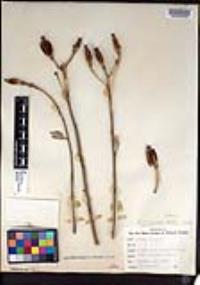 Romneya trichocalyx image