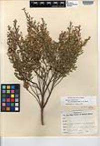 Baccharis pilularis image