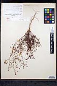 Eriogonum thurberi image