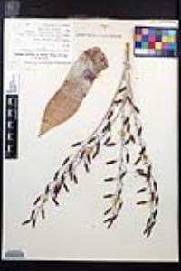 Dudleya pulverulenta image