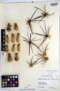 Ferocactus cylindraceus image
