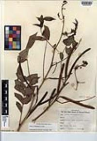 Senna occidentalis image