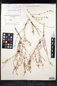 Eriogonum wrightii var. nodosum image
