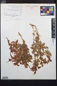 Epilobium canum image