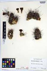 Echinocereus maritimus image
