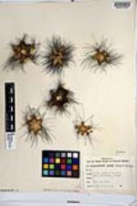 Pachycereus schottii image