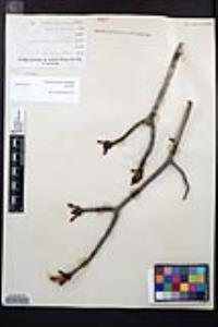 Aesculus parryi image