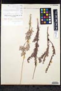 Eriogonum fasciculatum image