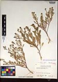 Chamaesyce hyssopifolia image