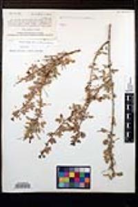 Senegalia greggii image
