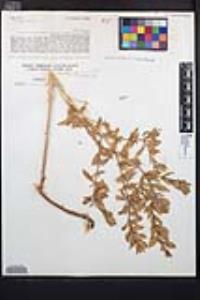 Epilobium canum subsp. latifolium image