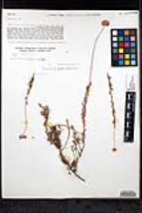 Eriogonum fasciculatum image