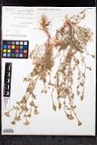 Gilia nevinii image