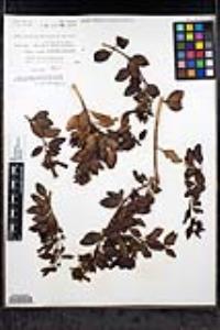 Gambelia speciosa image