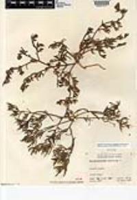 Mesembryanthemum nodiflorum image