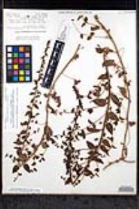 Sairocarpus pusillus image
