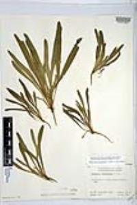 Amsinckia menziesii image