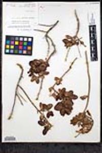 Gambelia speciosa image