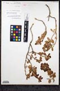 Gambelia speciosa image