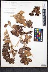 Gambelia speciosa image