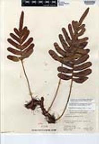 Polypodium scouleri image