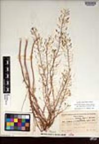 Descurainia pinnata subsp. halictorum image