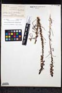 Sairocarpus coulterianus image