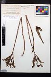 Dudleya cultrata image