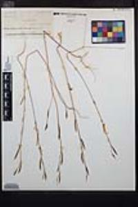 Clarkia epilobioides image